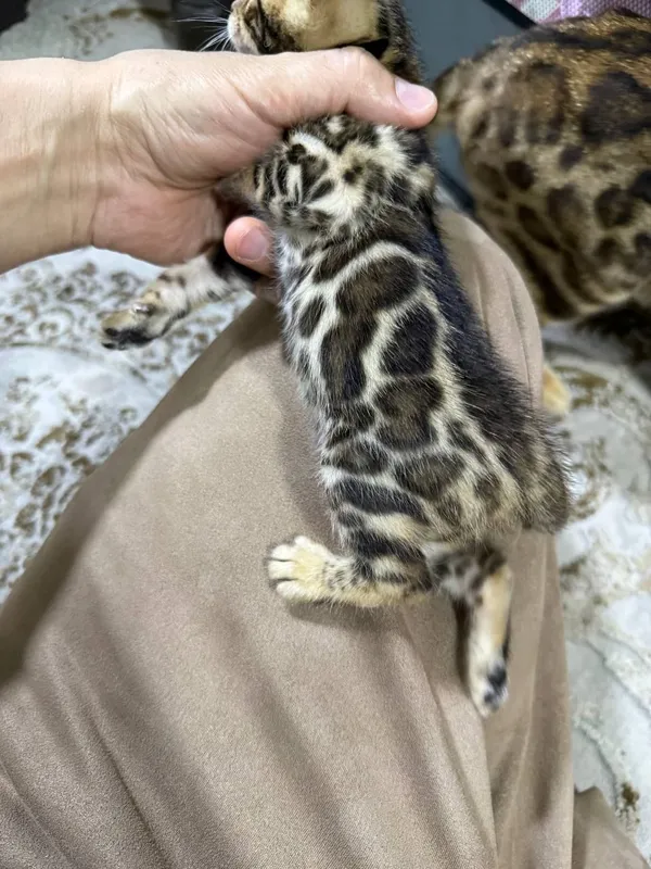 бенгальский котёнок 2