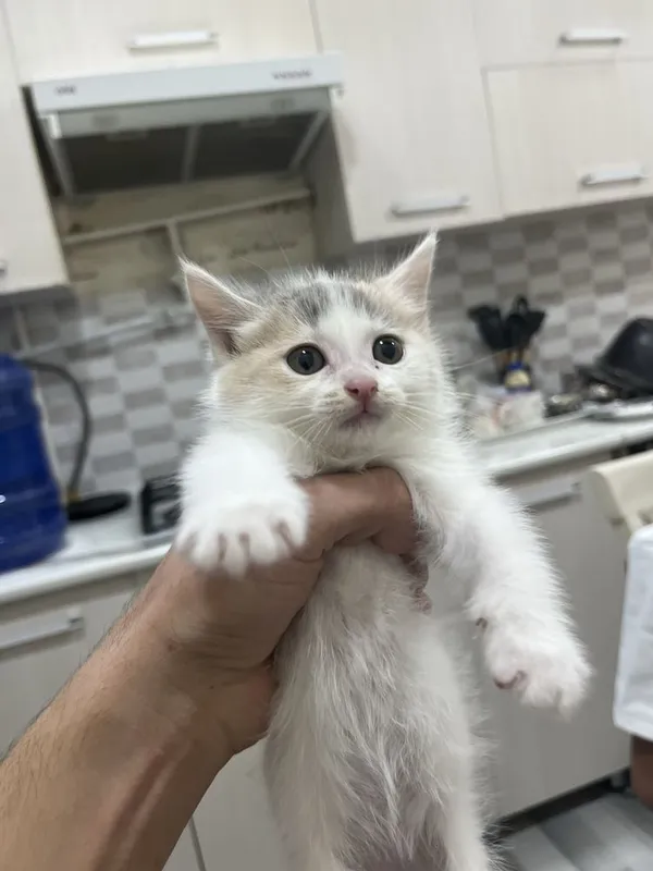 Продаются котята — фото 1