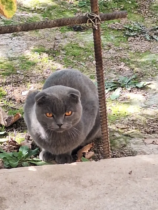 mushuk sotiladi zotdor erkak 2