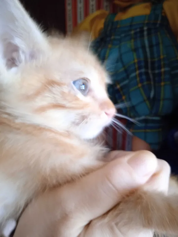 Рыжий котёнок, мальчик, 3 месяца. 4 Рыжий котёнок, мальчик, 3 месяца. 4