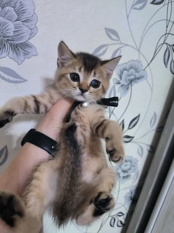 Прекрасные котята скотишь страйт золотая шиншилла 1 Прекрасные котята скотишь страйт золотая шиншилла 1