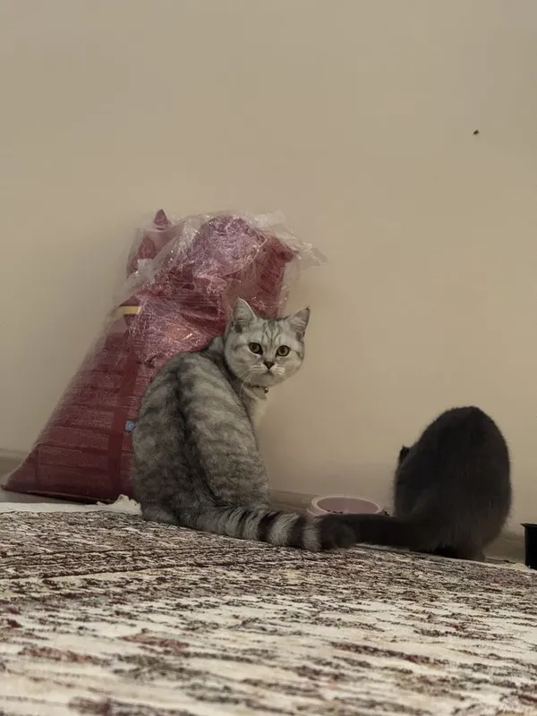 Parodali mushukchalar sotiladi/ Продается породистые котята — фото 6
