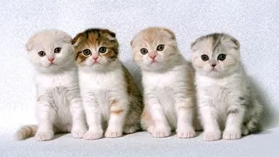 Скоттиш-фолд, скоттиш-страйт 2 Скоттиш-фолд, скоттиш-страйт 2
