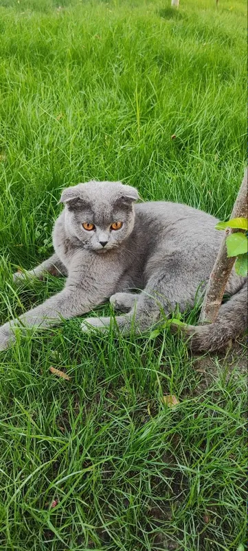 SCOTTISH Fold mushuk