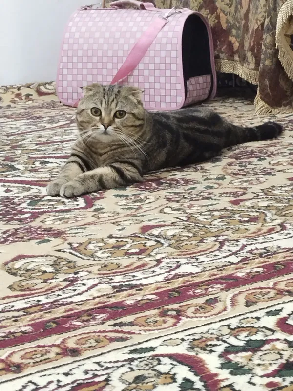 Вязка скотиш фолд 2год с опотний малчик