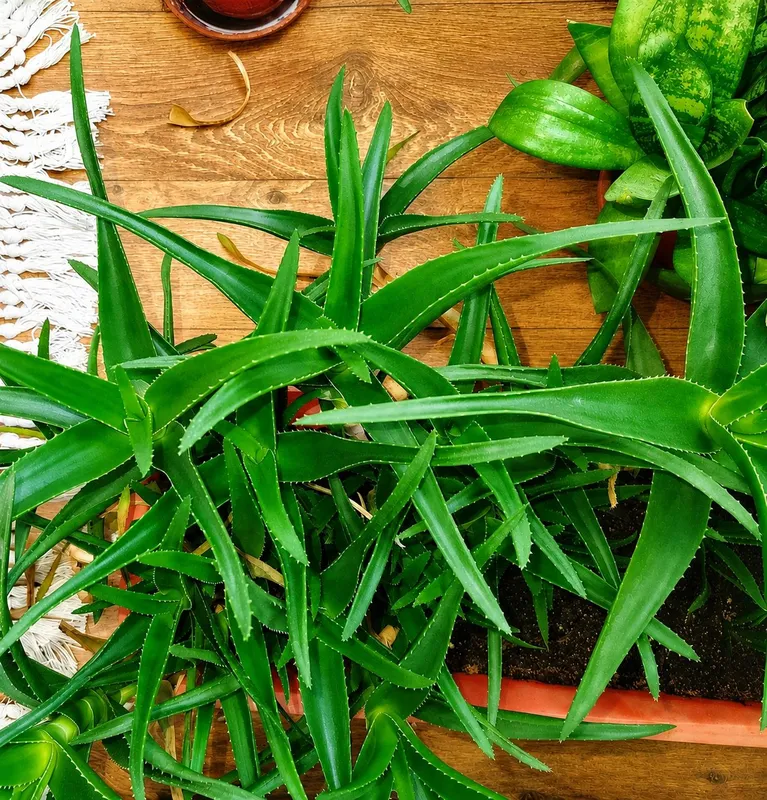 Daraxtsimon aloe, taxminan 5 yil, naqd pulda to‘lov 2