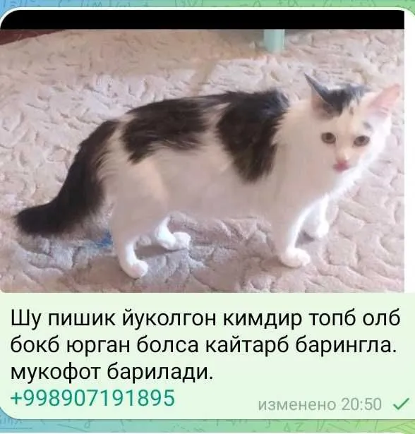Мушук йоколган топганла мукофотланади