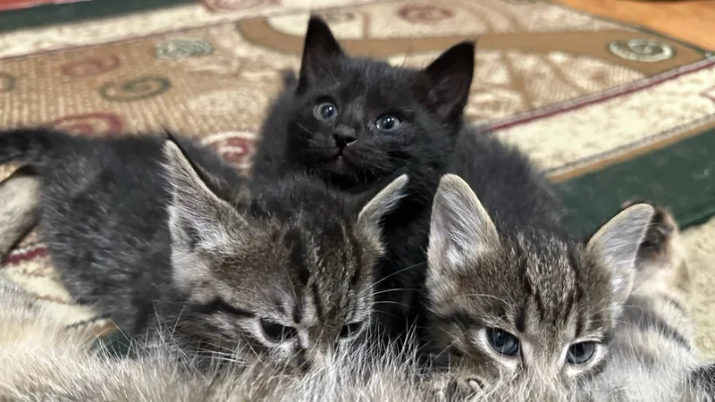Котята, домашние, для пристройства, 1,5 месяца — фото 2