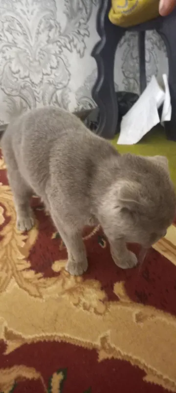 Scottish Fold shoklandiya qiyshiq quloq mushugi — фото 3
