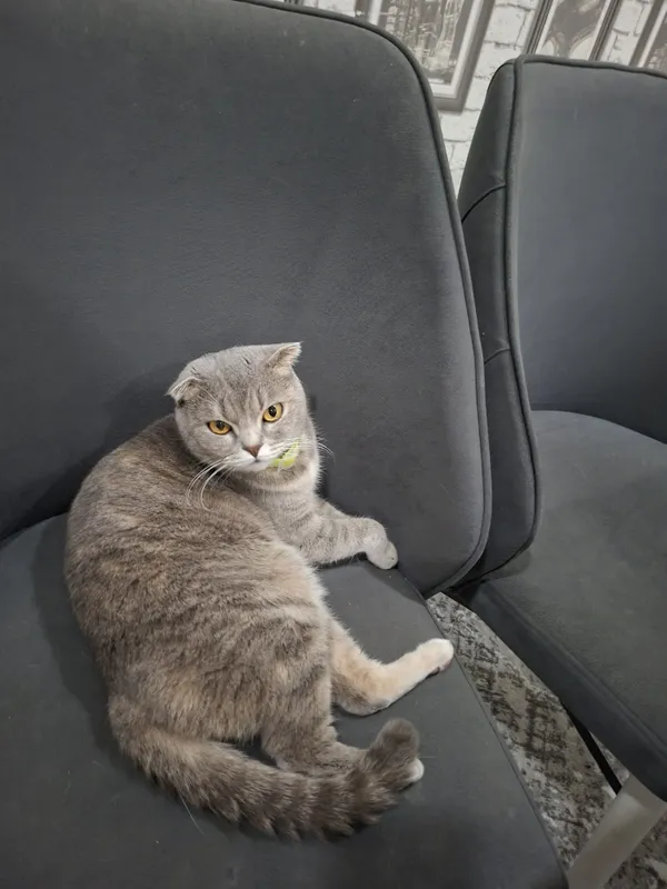 Продам котенка скотшолд страйт 3 месяца — фото 4