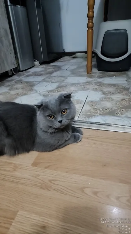 Кот на вязку!Мушук эркаги заказга.