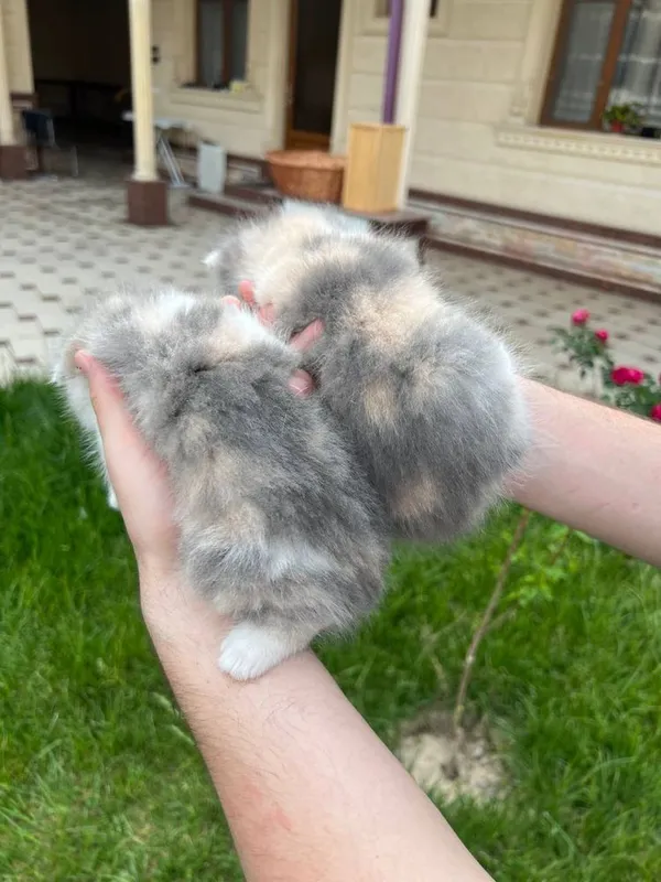 котята скотиш фолд — фото 1