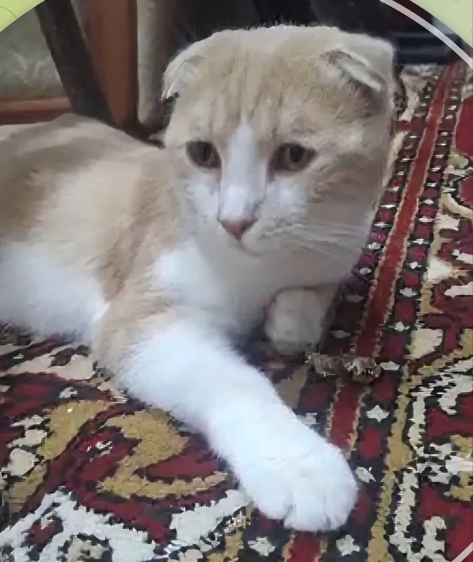 Потерялся наш кот