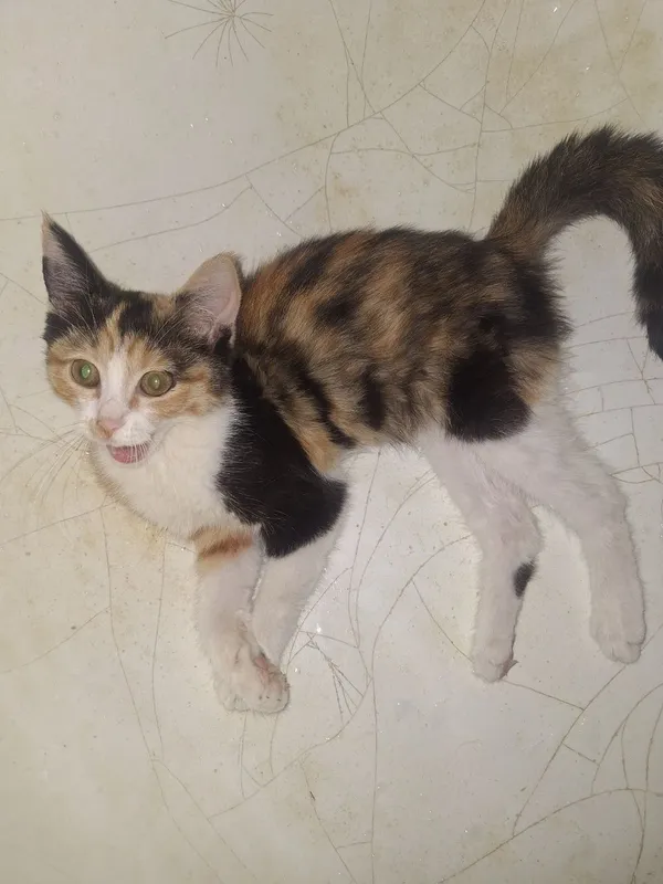 Отдам котёнка в хорошие руки 1 Отдам котёнка в хорошие руки 1