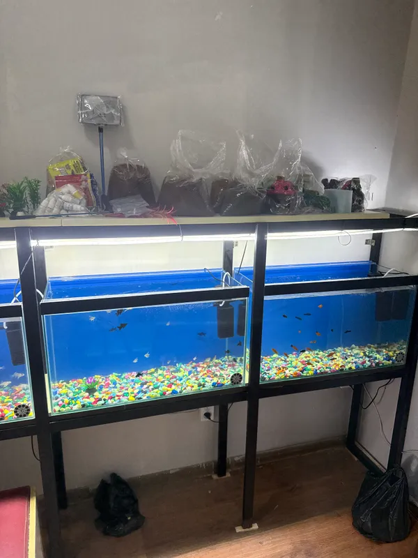Baliqlar va akvarumlar suv filtrlar va baliq yem — фото 3