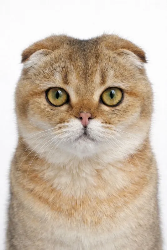 Котята на продажу — фото 3