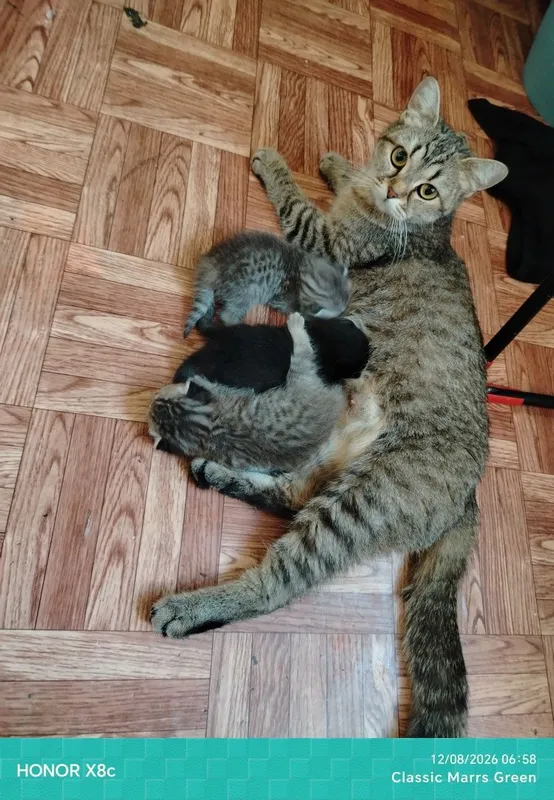 Отдам кошку с котятами в добрые руки 1 Отдам кошку с котятами в добрые руки 1