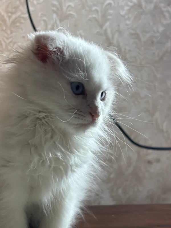 Вислоухий котенок — фото 2
