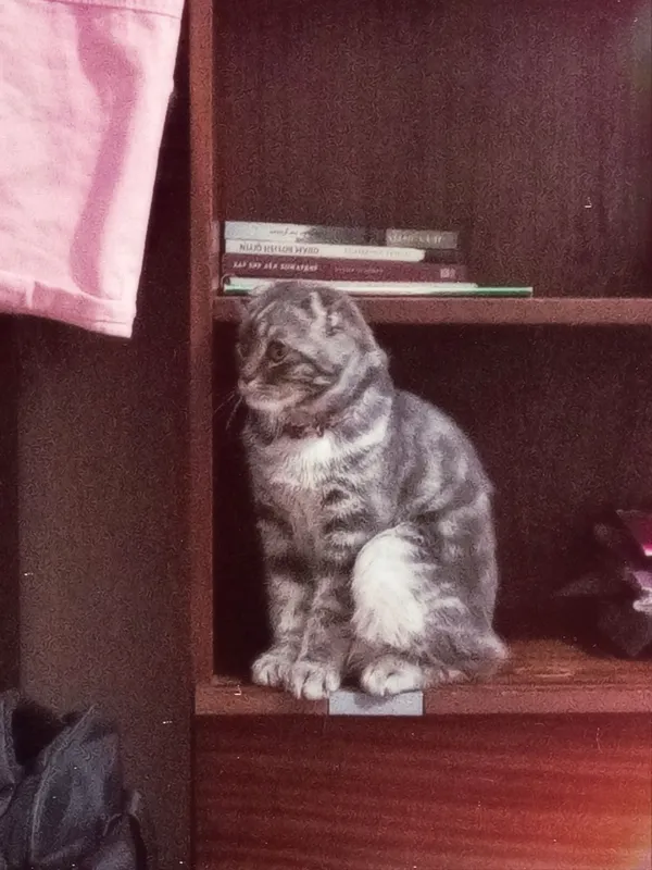 Scottish Fold 5 Scottish Fold 5