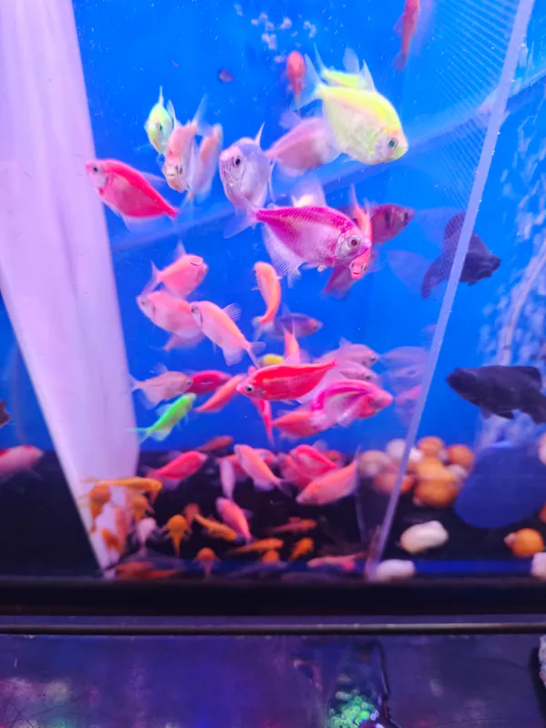 O‘simliklar va akvarium baliqlari 7