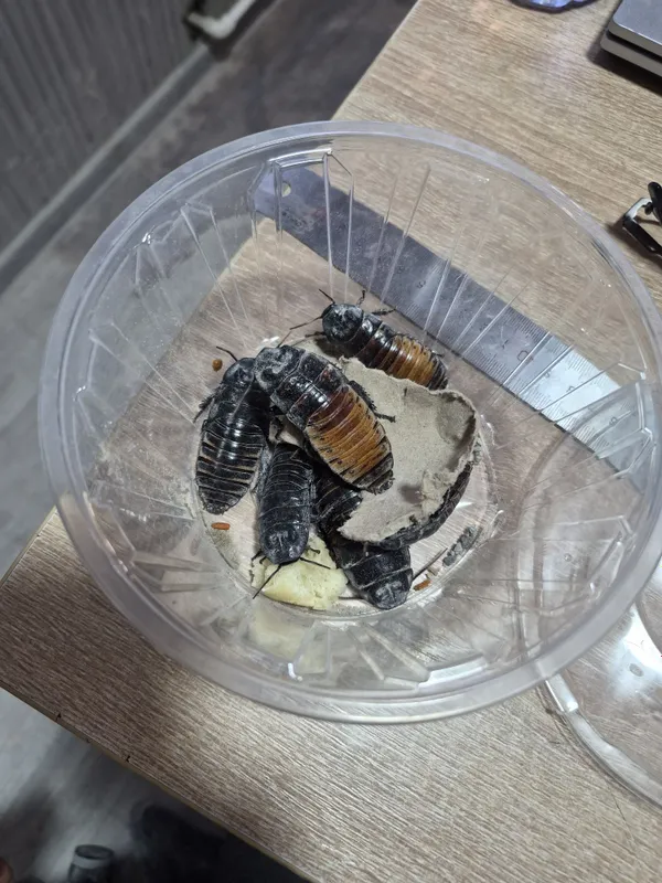 Meksika tarakan 6 ta 1 Meksika tarakan 6 ta 1