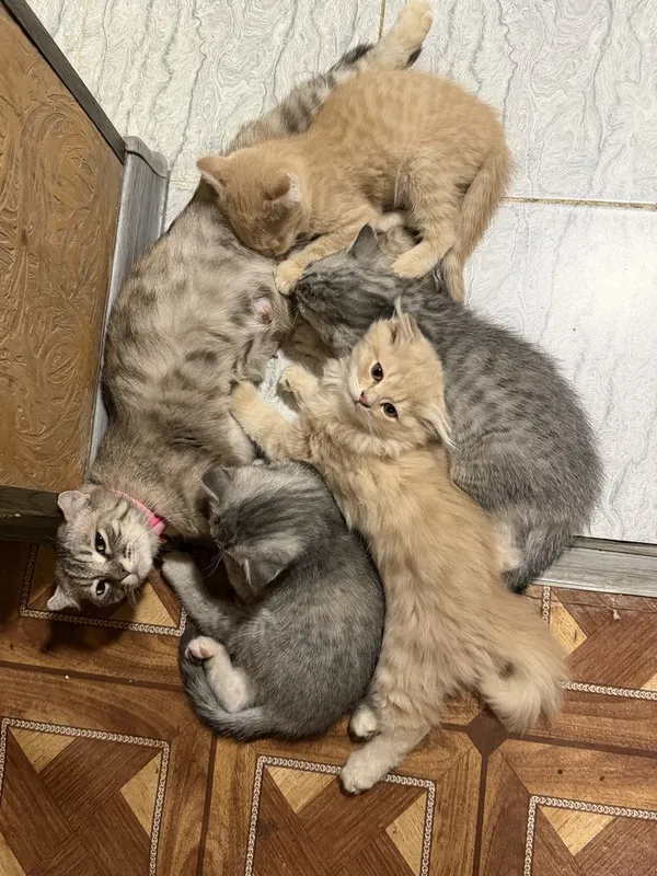 Продаются шотланские котята (скотиш фолд, страйд) 2 Продаются шотланские котята (скотиш фолд, страйд) 2