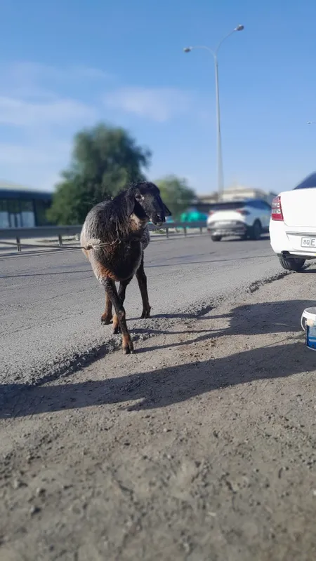 Zotdor Qõchqor Sotiladi