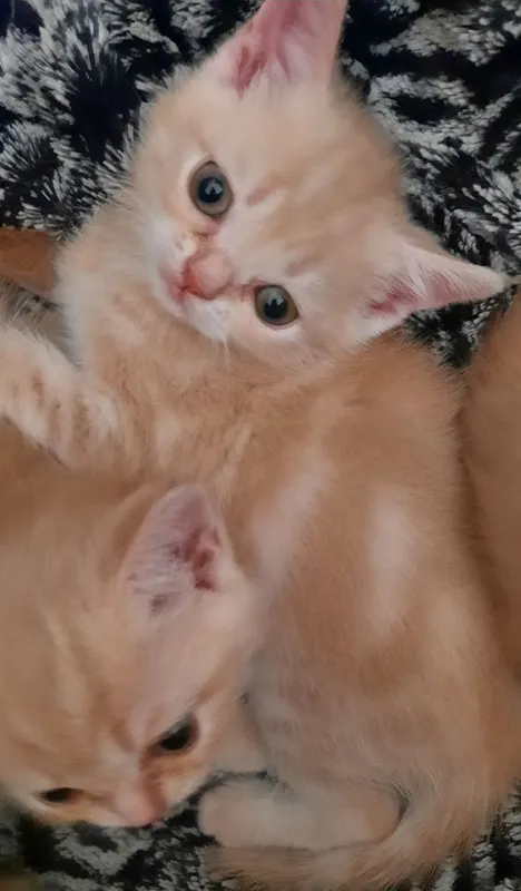 Котята Скоттиш-страйт — фото 1