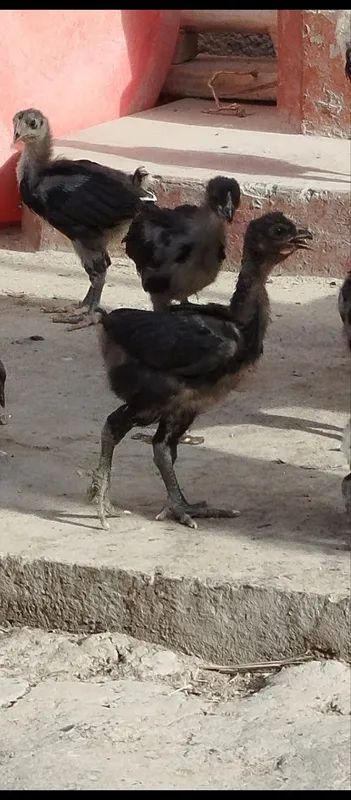 Jaydari jo'jalar