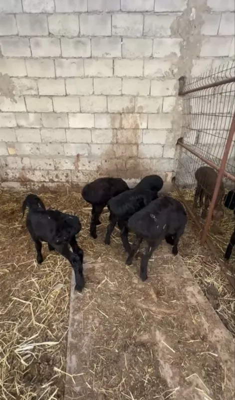 Hisori quzi quchqorlar sotiladi 3mlndan 3.5 mlngacha bor optom dona bo — фото 2