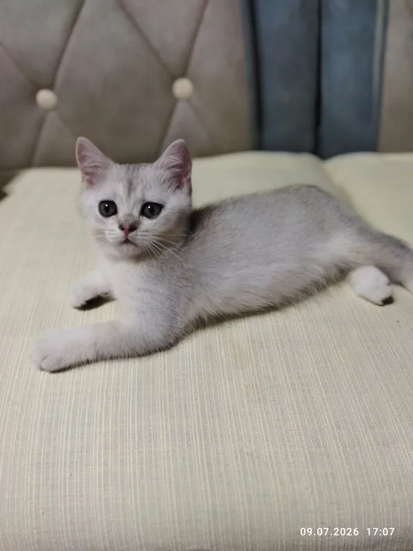 продаются шотландские котята серебряная шиншилла 8