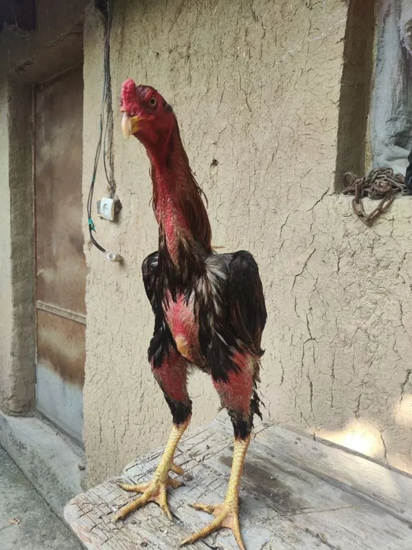 Jojalar sotiladi zottor dakan jojalari 3 Jojalar sotiladi zottor dakan jojalari 3