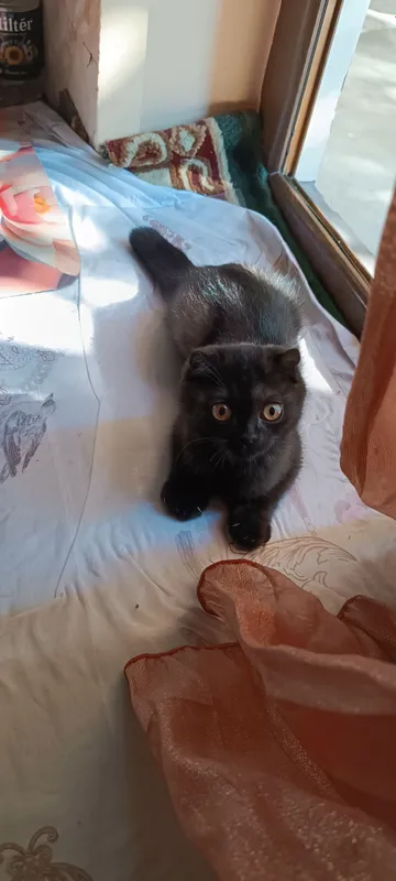 Кошка мушук 1 Кошка мушук 1