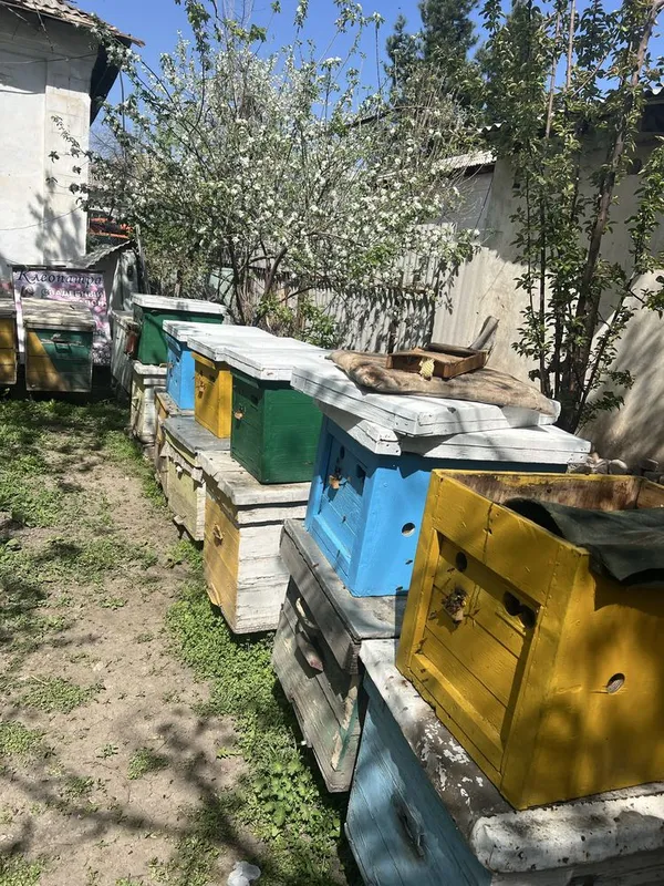 Продам пчел или поставлю на опыление 1 Продам пчел или поставлю на опыление 1