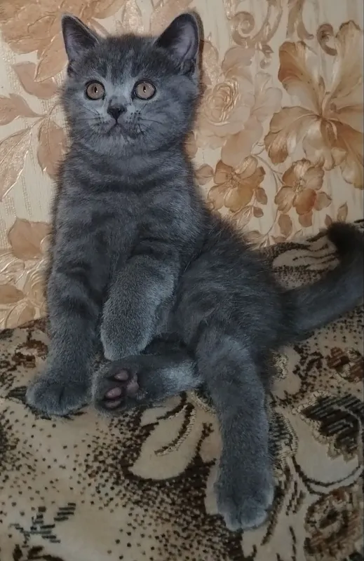 Продаются котята скотиш фолд и скотиш страйк — фото 2