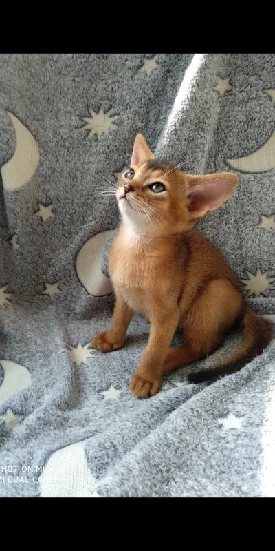 Продается котёнок — фото 3