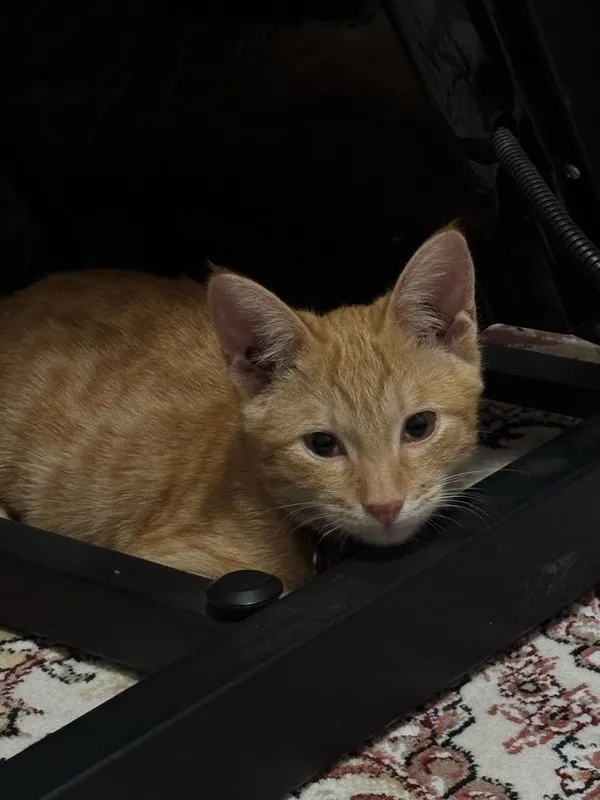 Рыжий котёнок,отдаю в добрые руки,игривый хороший,ласковый