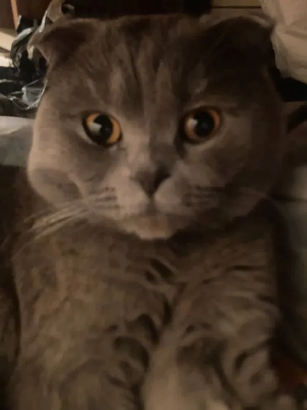 Шотландский вислоухая кошка