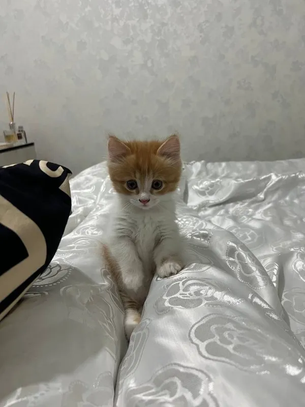 Продоётся котёнок