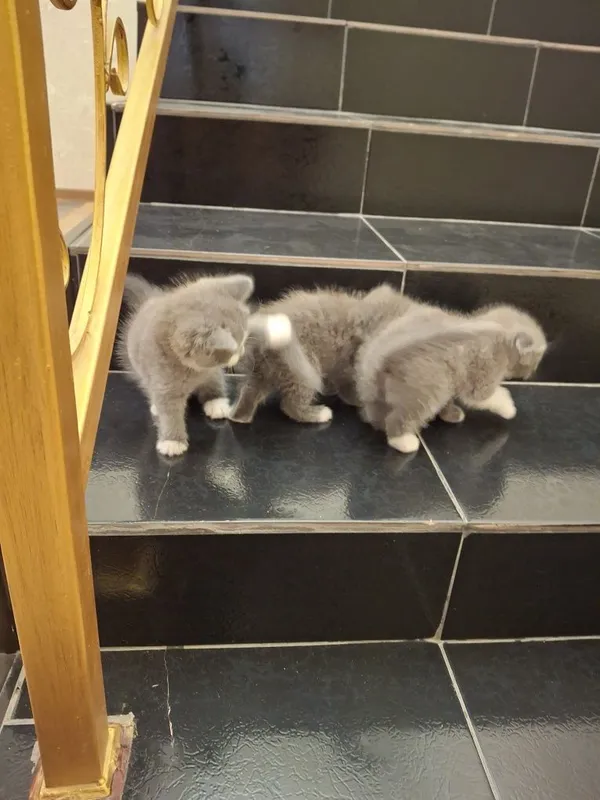 Кошка породистая — фото 4