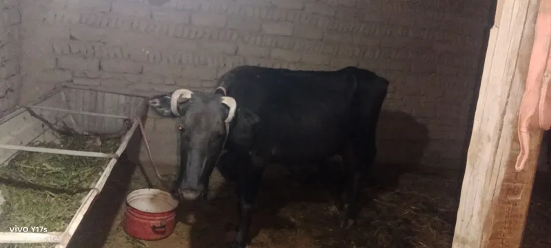 sogʻlom sigir 4 qorin tugʻgan