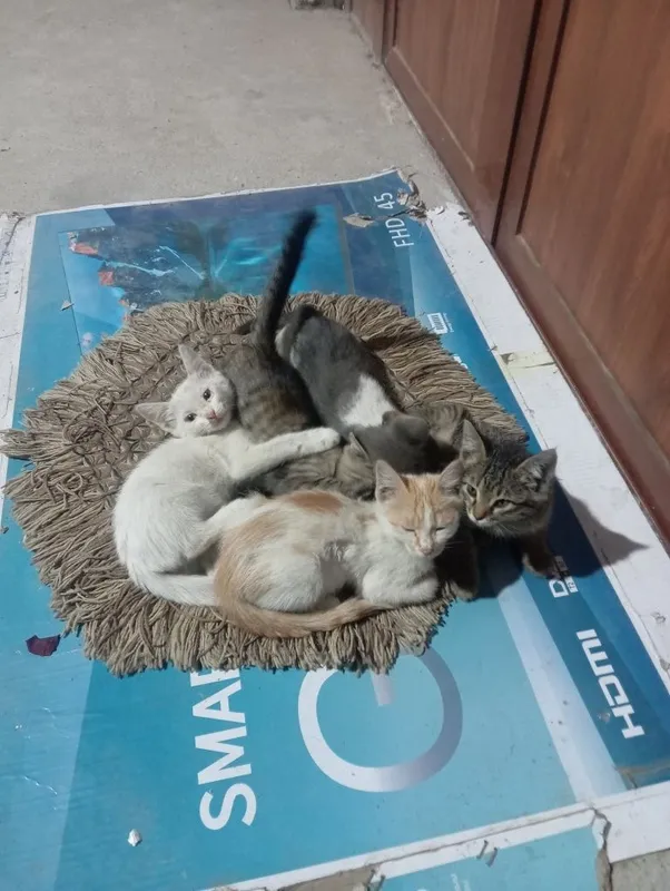 Котята .. Котята ..