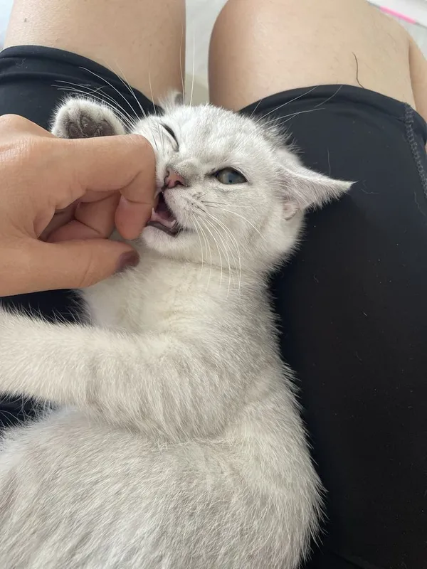 Котята серебристая шиншилла 2 Котята серебристая шиншилла 2