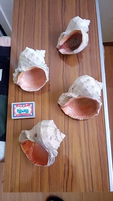 Морские ракушки. — фото 3