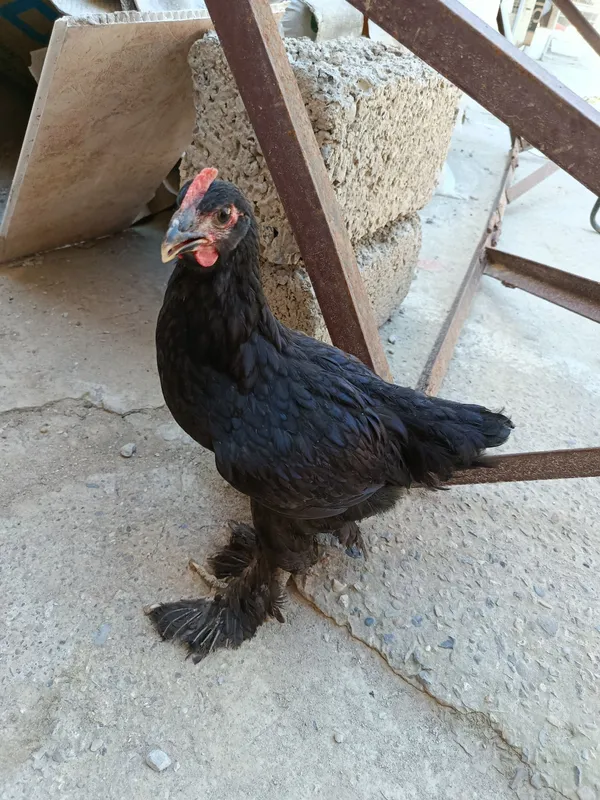 Xoʻroz joʻjalari bilan sotiladi 3