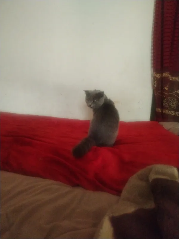 Скоттиш-фолд, продаётся. Скоттиш-фолд, продаётся.