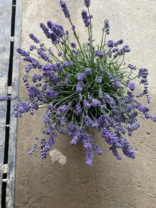 Lavanda fransuzkiy — фото 1