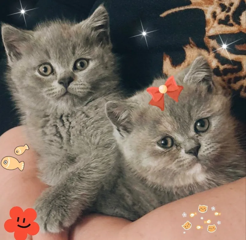 Продаются сладкие котята