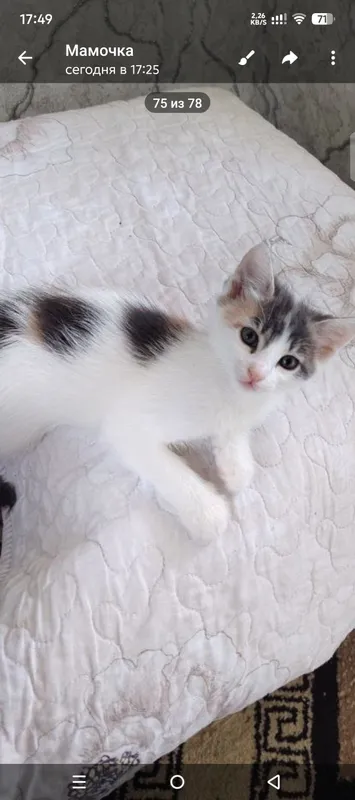 В добрые руки котята — фото 3 В добрые руки котята — фото 3