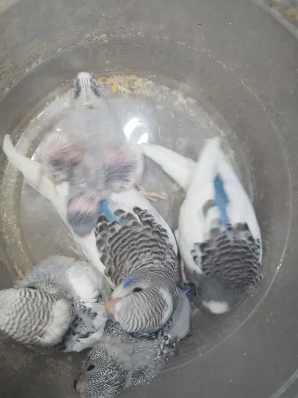 Ручной валнисти 2